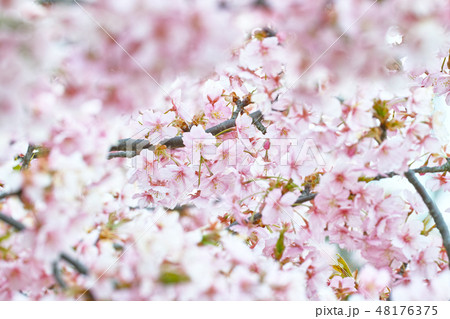 井原堤の桜 48176375