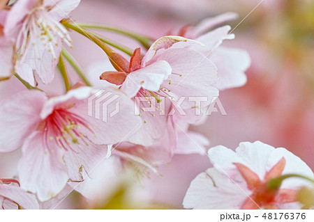 井原堤の桜 48176376