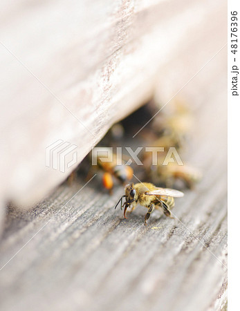 養蜂 みつばち ミツバチ 蜜蜂 セイヨウミツバチ 巣箱 ミツバチの巣箱 入り口 花粉 蜂蜜 家畜 養蜂 みつばち ミツバチ 蜜蜂 セイヨウミツバチ 巣箱 ミツバチの巣箱 入り口 花粉 蜂蜜 家畜 48176396