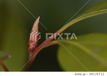 自然 植物 ヤブニッケイ、冬芽です。色は概ね赤褐色、先が尖った形で芽鱗が目立ちます① 自然 植物 ヤブニッケイ、冬芽です。色は概ね赤褐色、先が尖った形で芽鱗が目立ちます① 48176712