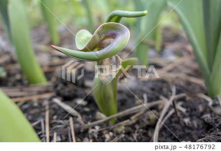 病気のチューリップ イメージ素材 病気のチューリップ イメージ素材 48176792
