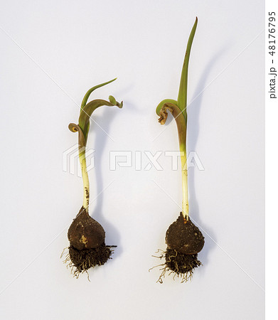 病気のチューリップ　イメージ素材 48176795