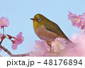 河津桜とメジロ 48176894