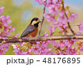 河津桜とヤマガラ 48176895