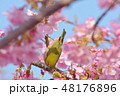 河津桜とメジロ 48176896