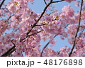 河津桜 48176898