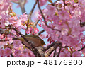河津桜とメジロ 48176900