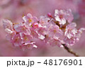 河津桜 48176901