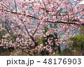 河津桜 48176903