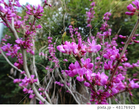 ハナズオウ 後ろの林はぼかし玉ボケが入る ハナズオウ 後ろの林はぼかし玉ボケが入る 48176925