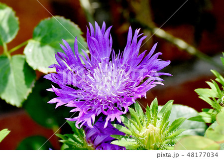三鷹中原に咲く紫色のストケシア 三鷹中原に咲く紫色のストケシア 48177034
