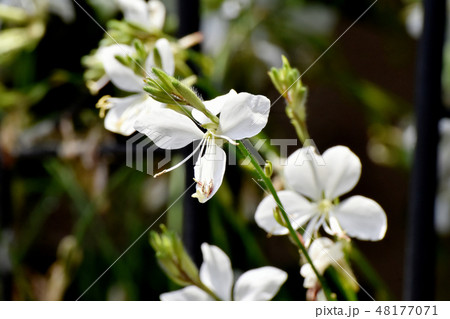 三鷹中原に咲く白いガウラ 48177071