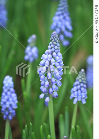 Garden hyacinth Hyacinthus orientalis flowers Garden hyacinth Hyacinthus orientalis flowers 48177148