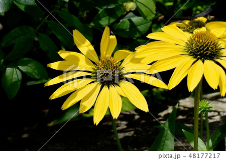 三鷹中原に咲く黄色いエキナセア 48177217
