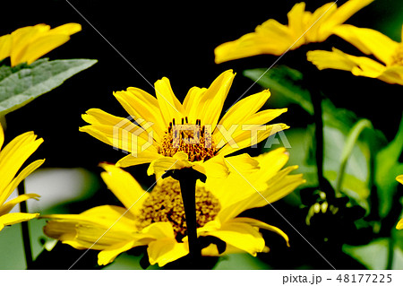 三鷹中原に咲く黄色いヒメヒマワリ 三鷹中原に咲く黄色いヒメヒマワリ 48177225
