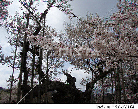 桜 山高神代桜 実相寺 桜 山高神代桜 実相寺 48177232