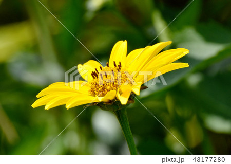 三鷹中原に咲く黄色いヒメヒマワリ 48177280