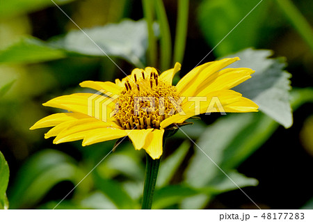 三鷹中原に咲く黄色いヒメヒマワリ 三鷹中原に咲く黄色いヒメヒマワリ 48177283