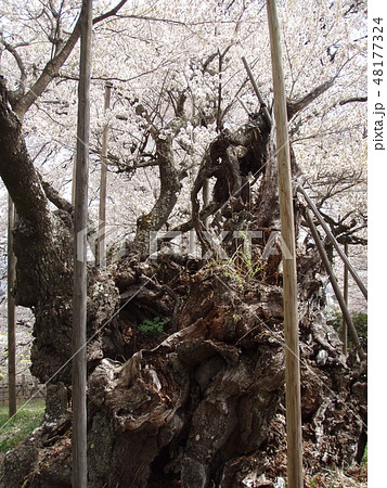 桜　山高神代桜　実相寺 48177324