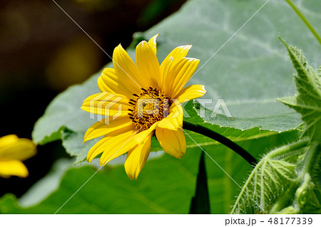 三鷹中原に咲く黄色いヒメヒマワリ 三鷹中原に咲く黄色いヒメヒマワリ 48177339