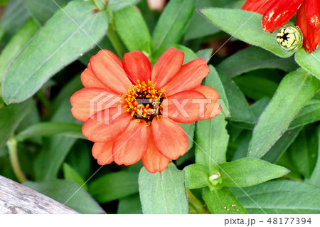 三鷹中原に咲くオレンジのヒャクニチソウ 48177394