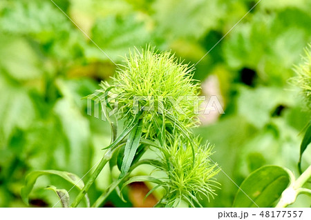 三鷹中原に咲く緑色のテマリソウ 三鷹中原に咲く緑色のテマリソウ 48177557