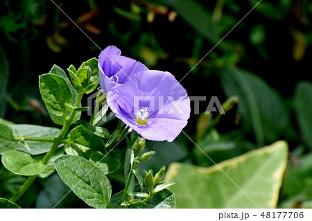 三鷹中原に咲く薄い紫色のセイヨウヒルガオ 48177706