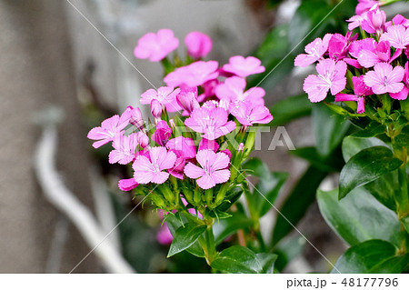 三鷹中原に咲くピンクのアメリカナデシコ（ビジョナデシコ） 48177796