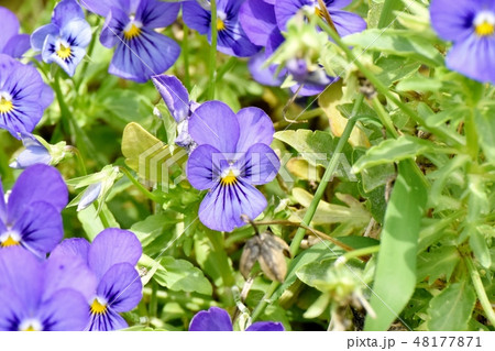 三鷹中原に咲く青紫色のビオラ 48177871