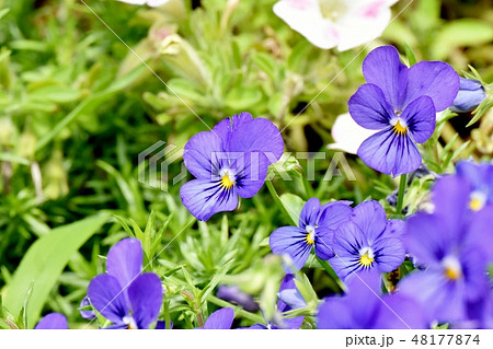 三鷹中原に咲く青紫色のビオラ 48177874