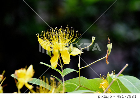 三鷹中原に咲く黄色いビヨウヤナギ 三鷹中原に咲く黄色いビヨウヤナギ 48177931