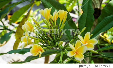 綺麗に咲いたプルメリア 48177951