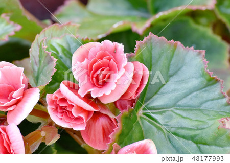 三鷹中原に咲くピンクのベゴニア 48177993