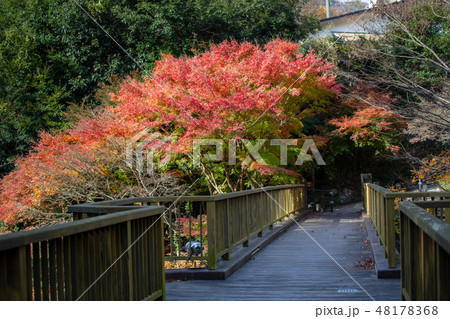 女橋(出会い橋)と紅葉 女橋(出会い橋)と紅葉 48178368