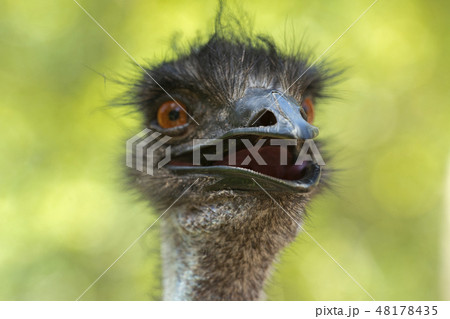 Australian Emu outdoors Australian Emu outdoors 48178435