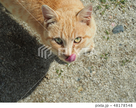 茶トラ・舌を出す 48178548