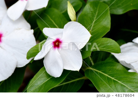 三鷹中原に咲く白いニチニチソウ 48178604