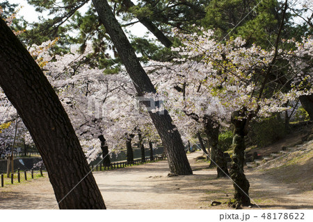 夙川の桜 夙川の桜 48178622