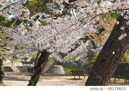 夙川の桜 48178623