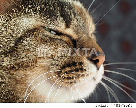 飼猫・横顔 48178630