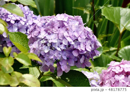 三鷹中原に咲く紫色のアジサイの花 48178775