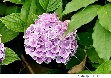 三鷹中原に咲く薄い赤紫と白複色のアジサイの花 三鷹中原に咲く薄い赤紫と白複色のアジサイの花 48178780