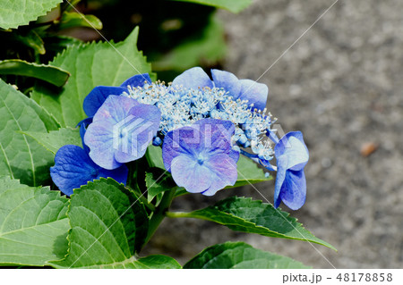 三鷹中原に咲く青紫のガクアジサイの花 48178858