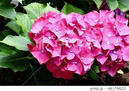 三鷹中原に咲くピンクのアジサイの花 48179022