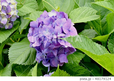 三鷹中原に咲く薄い紫のアジサイの花 三鷹中原に咲く薄い紫のアジサイの花 48179124