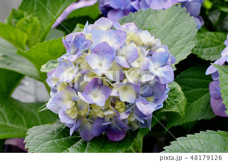 三鷹中原に咲く薄い紫のアジサイの花 三鷹中原に咲く薄い紫のアジサイの花 48179126