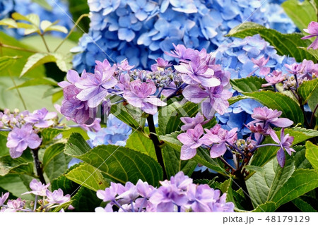 三鷹中原に咲く薄い紫のアジサイの花 三鷹中原に咲く薄い紫のアジサイの花 48179129