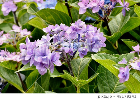 三鷹中原に咲く薄い紫色のアジサイの花 48179243
