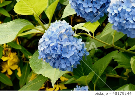三鷹中原に咲く青いアジサイの花 三鷹中原に咲く青いアジサイの花 48179244