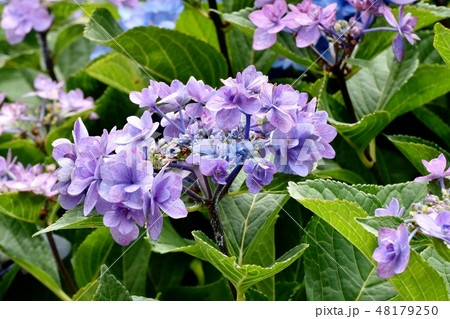 三鷹中原に咲く薄い紫色のアジサイの花 48179250